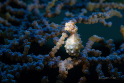 Bargibant's pygmy seahorse by Julian Hsu 